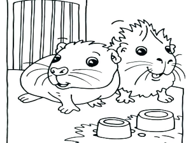 667x500 Guinea Pig Coloring Pages Guinea Pig Pictures To Color Medium Size