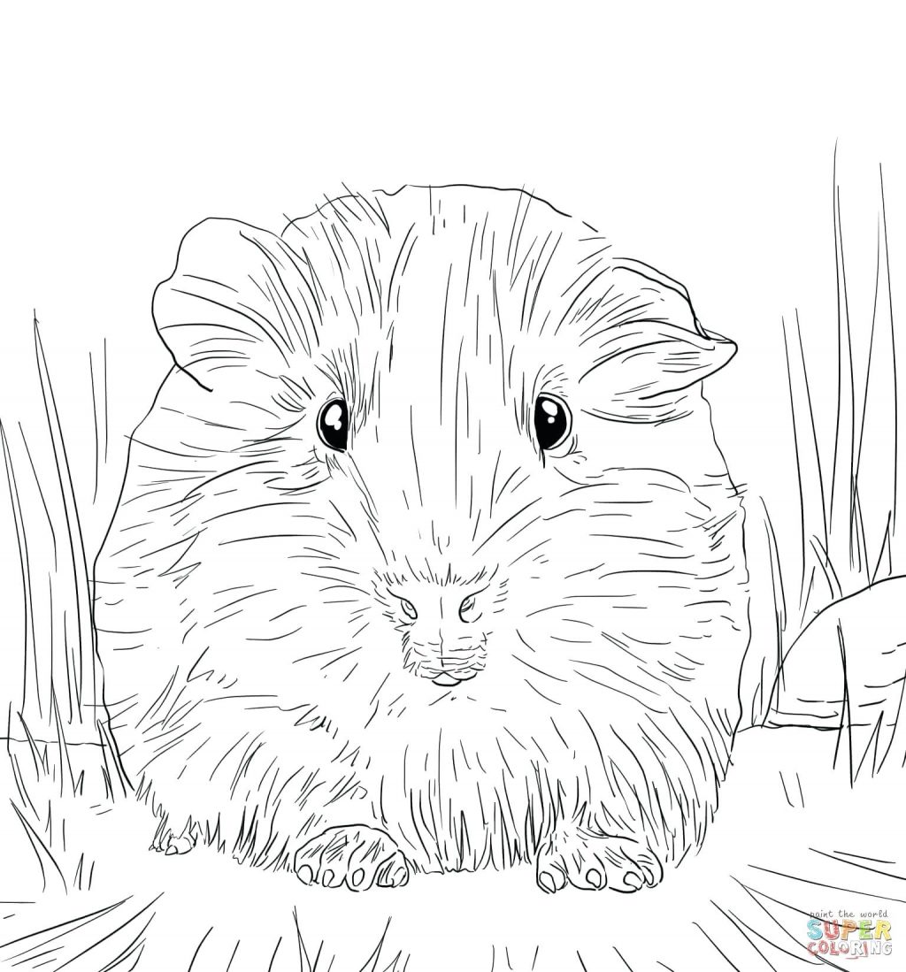 1024x1099 Coloring Page ~ Guinea Pig Coloring Page Pages Cute Baby Guinea
