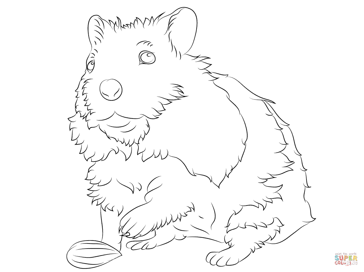1228x916 Cute Hamster Coloring Pages To Hampster