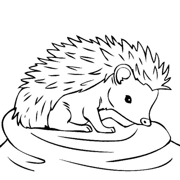 600x600 Cute Hedgehog Coloring Pages Ba Hedgehog Feeling Thirsty Coloring