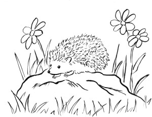 300x231 Free Coloring Pages And Reference Pictures