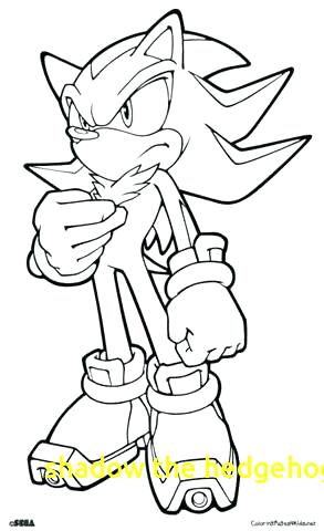 293x480 Hedgehog Coloring Page Hedgehog How To Draw Hedgehog Coloring