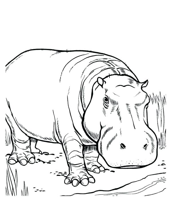 600x734 Hippo Coloring Pages Hippo Territory Hippo Coloring Page Free Cute