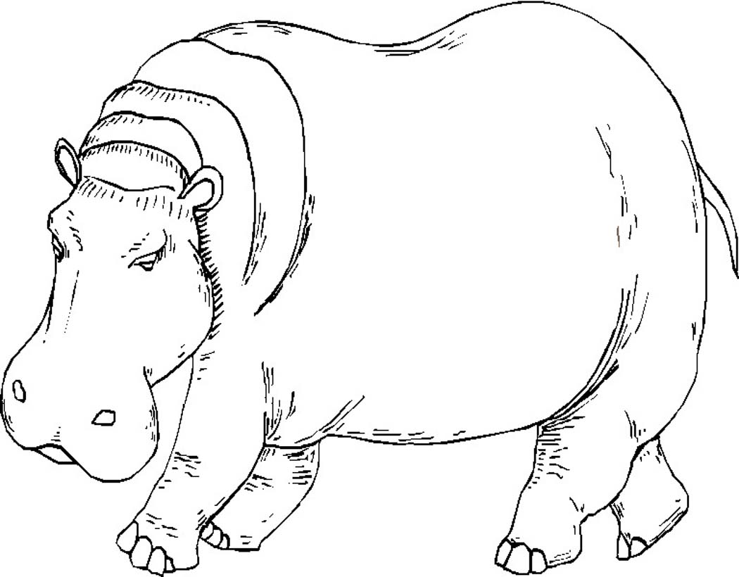 1050x820 Hippopotamus Coloring Pages