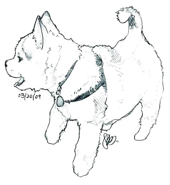 550x598 Husky Coloring Pages Husky Coloring Page Free Printable Pages