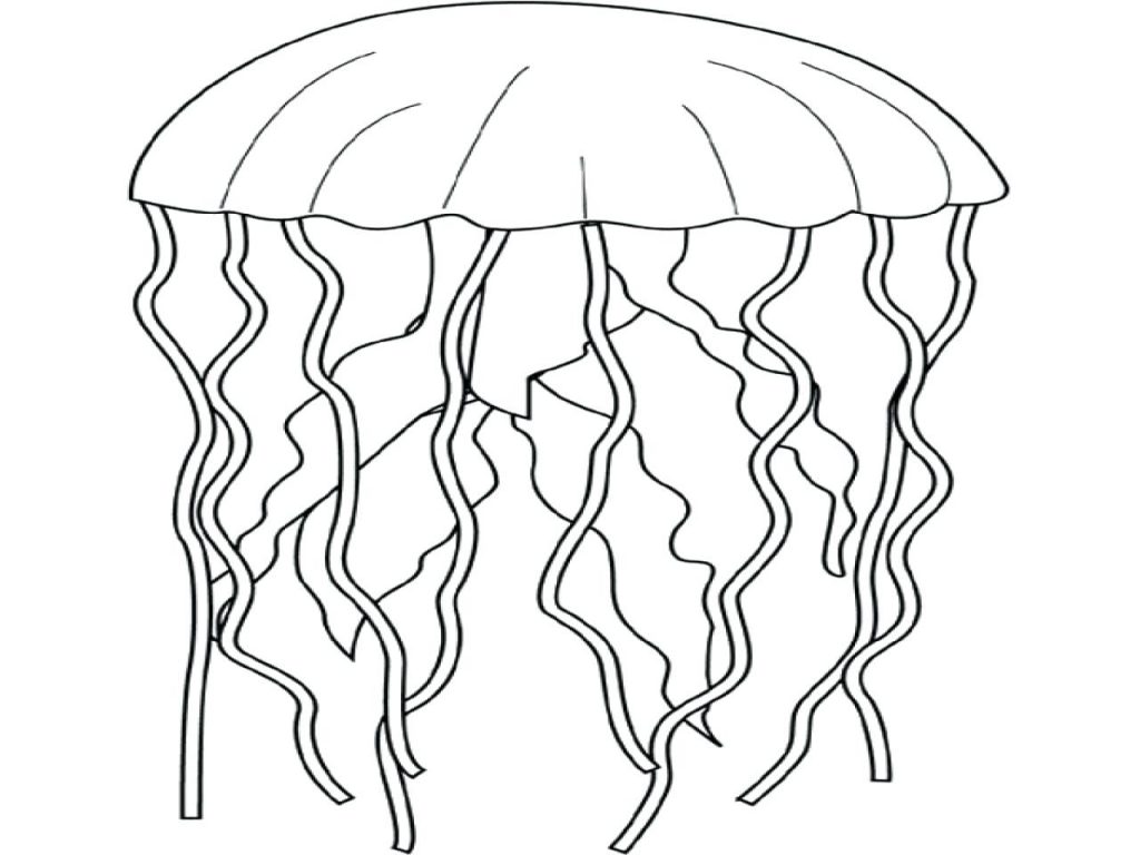 1024x768 Coloring Pages ~ Jellyfish Coloring Page Size Shark Wildlife Pages
