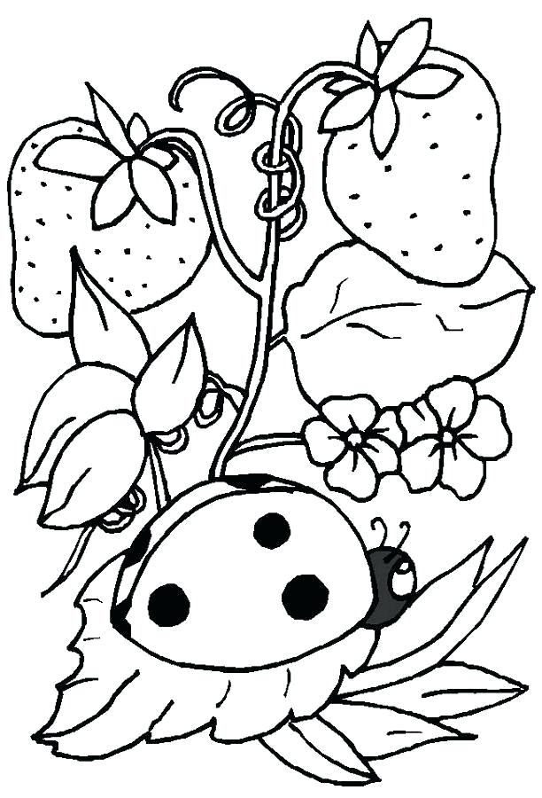 612x900 Ladybug Coloring Pages Usedauto.club