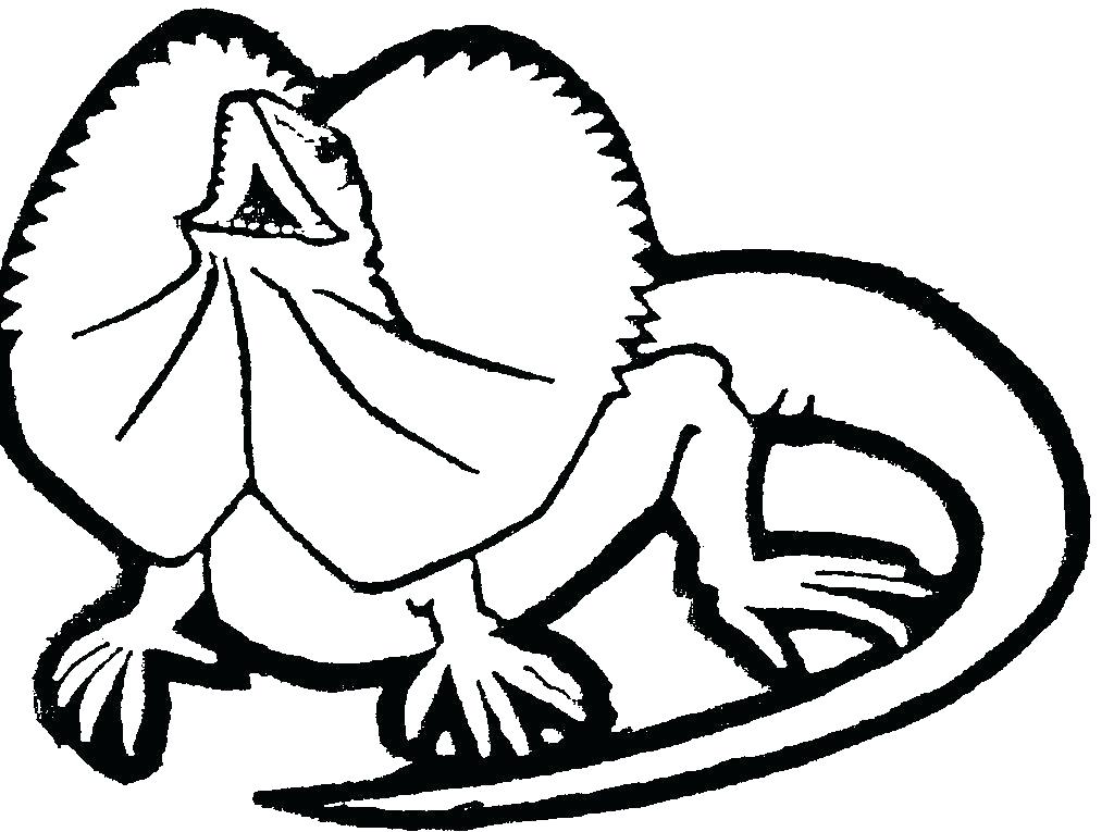 1024x765 Lizard Coloring Pages Lizard Coloring Pages Lizard Coloring Page