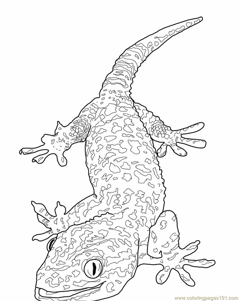 800x1005 Lizard Coloring Pages