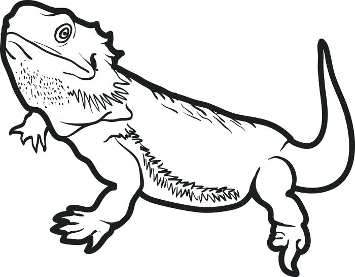 700x545 Lizards Coloring Pages Stylish And Peaceful Lizard Animal Coloring