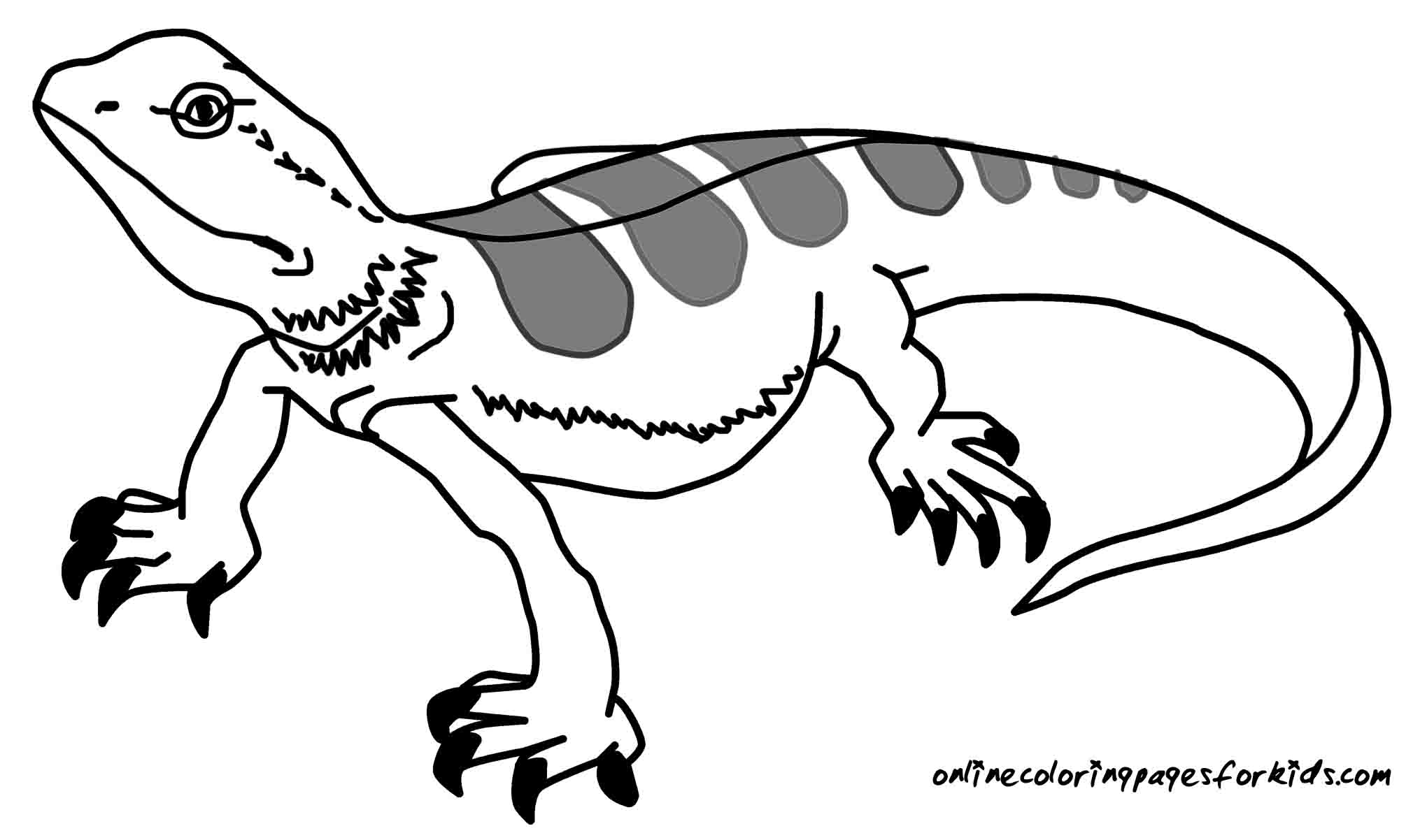 2040x1202 Special Lizard Colouring Pages Best Coloring And Awesome Co 7288