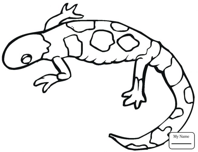 653x500 Coloring Pages ~ Lizard Coloring Pages Reptiles Gecko Colorful