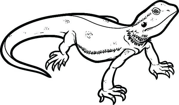 600x352 Cute Gecko Coloring Pages Two Geckos Page Lizard