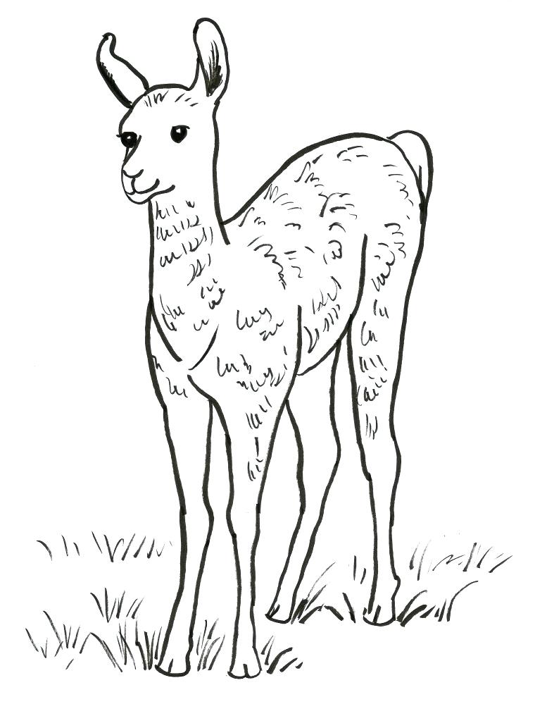 760x999 Llama Coloring Page Llama Coloring Page Cute Llama Coloring Pages