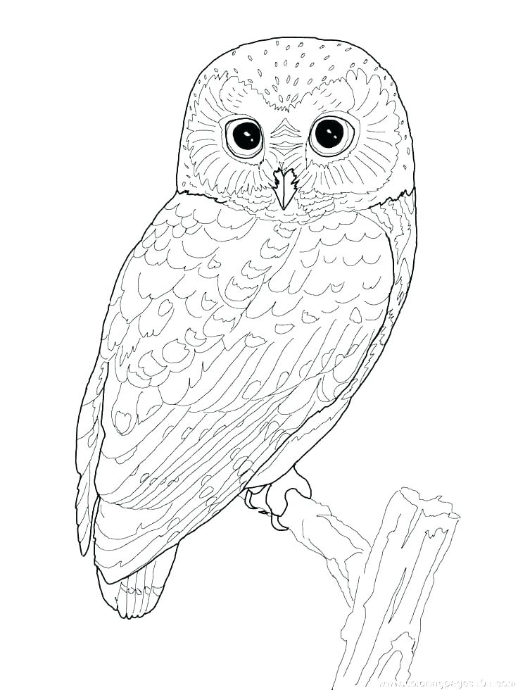736x980 Owl Printable Coloring Pages With Snowy Owl Coloring Pages Page