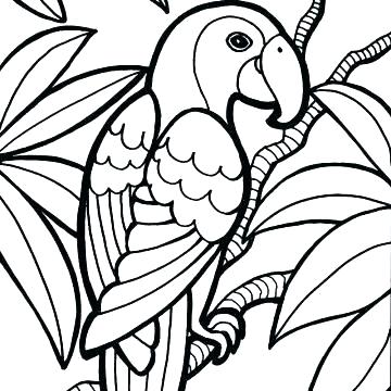 360x360 Parrot Birds Parrots Coloring Pages Free Printable Coloring Pages