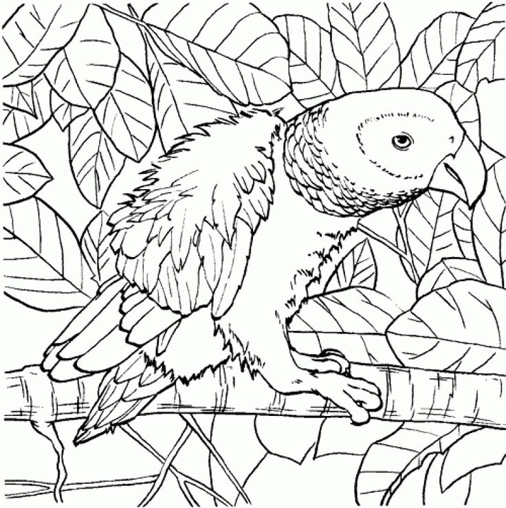 736x739 315 Best Animal Coloring Pages Images On Animal