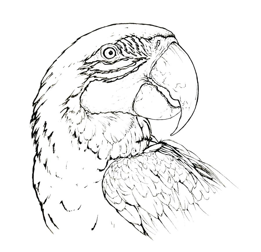 900x868 Parrot Coloring Page Pirate Parrot Coloring Pages Flying Parrot
