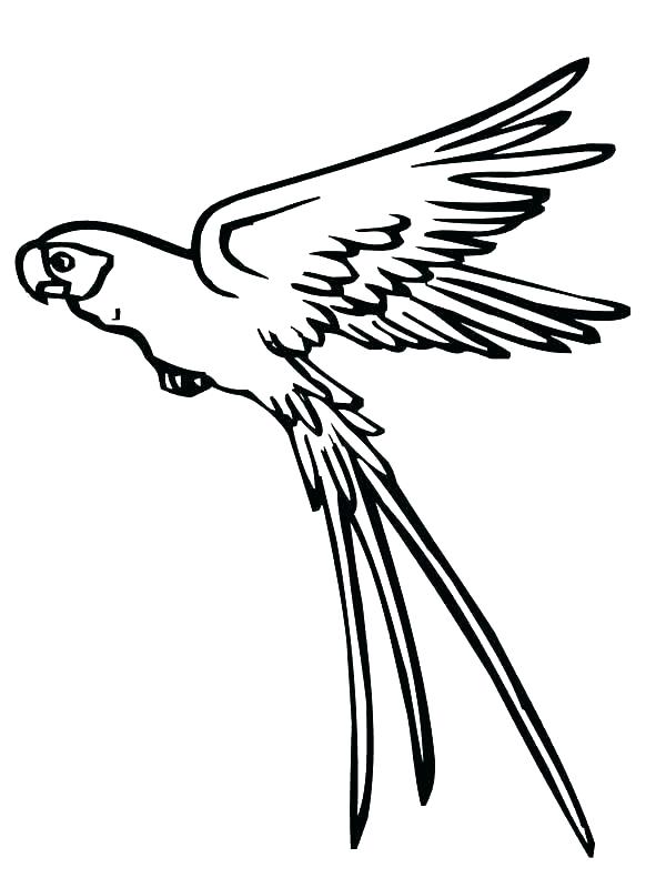 600x800 Parrot Coloring Page