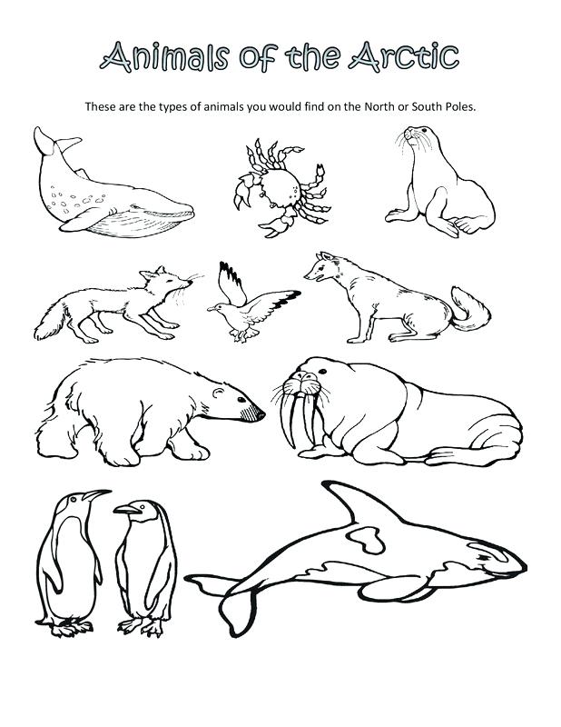 618x800 Cute Polar Bear Coloring Pages Kids Coloring Polar Animal Coloring