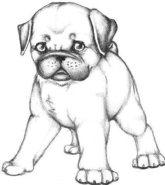 Cute Pug Coloring Pages