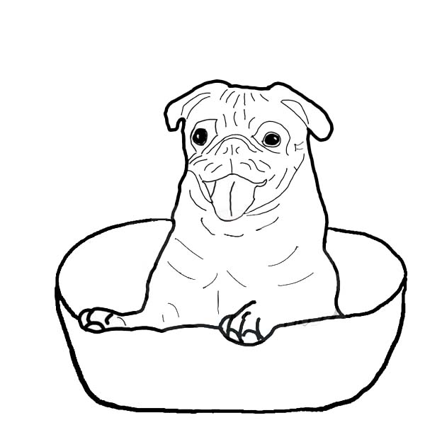 600x600 Pug Coloring Pages
