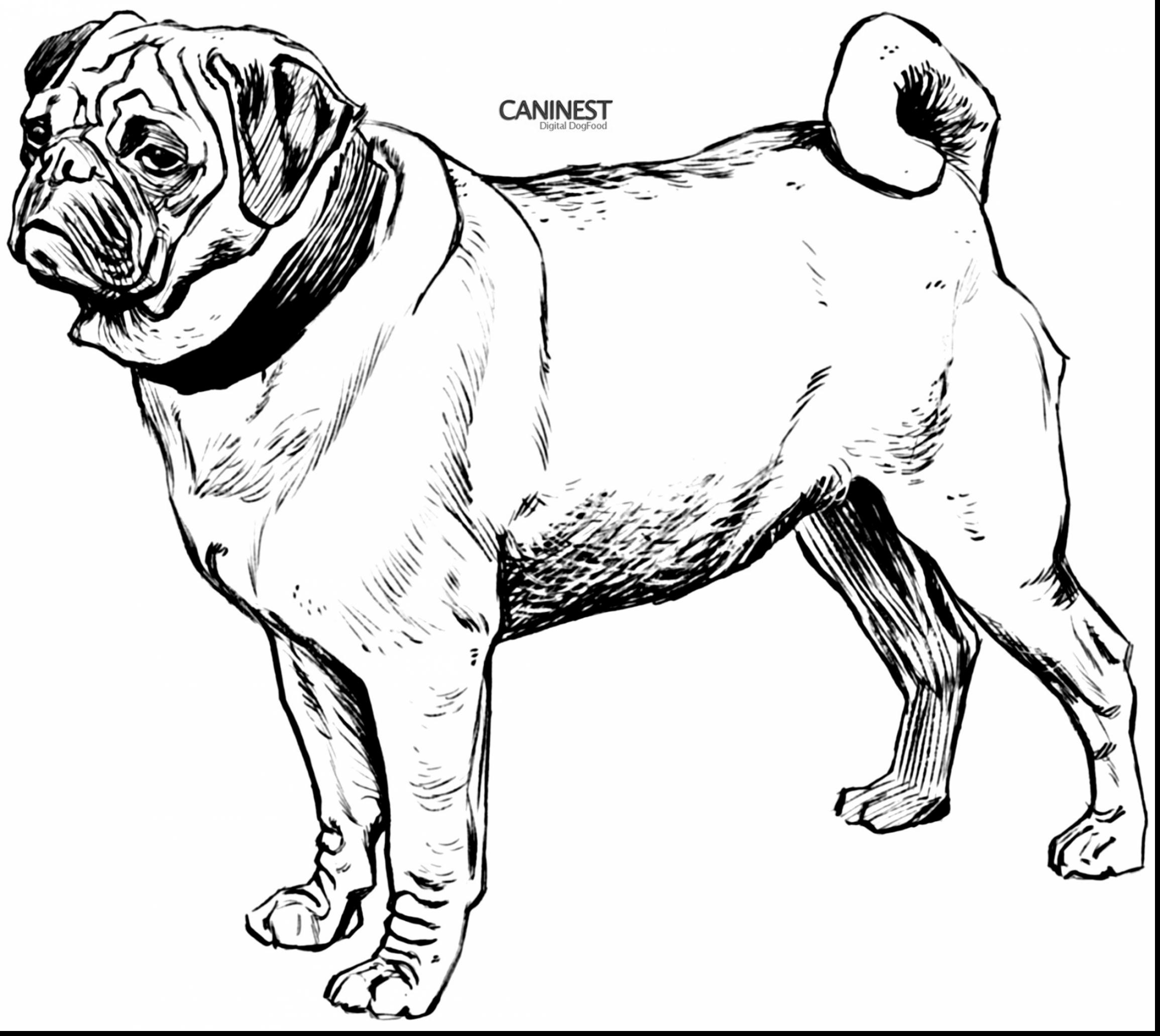 2310x2062 Cute Pug Dog Coloring Pages Gallery Coloring For Kids 2018