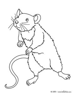 236x304 Coloring Pages Of An Oppossum Coloring Pages Craft