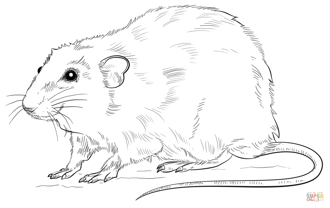 1110x700 Cute Rat Coloring Pages Rat Coloring Page For Rat Coloring Pages