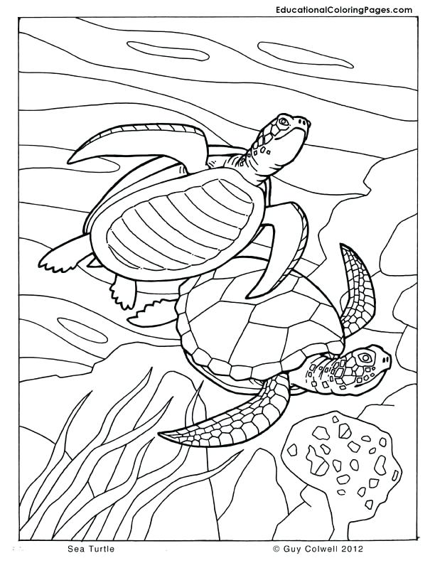 612x792 And Sea Turtle Sea Turtle Documentary Coloring Page Baby Sea