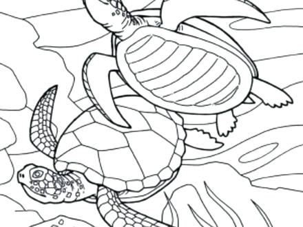 440x330 Baby Sea Turtle Coloring Page Cute Turtle Coloring Pages Turtle