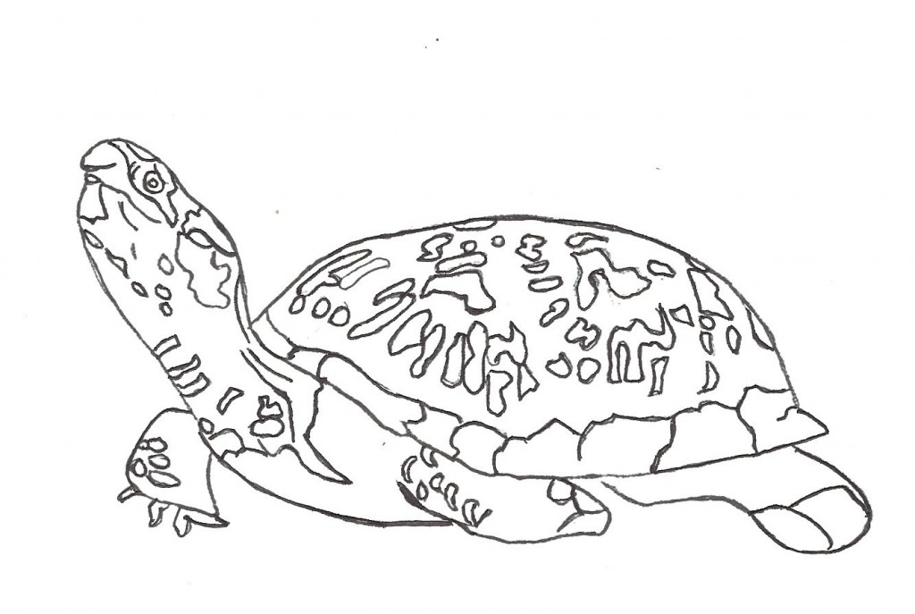 1024x687 Baby Turtle Coloring Pages Cute Sea