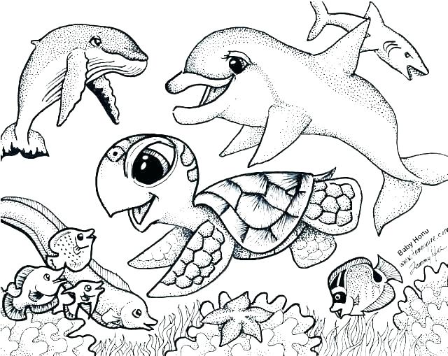 640x509 Seal Coloring Page Seal Coloring Page Seal Coloring Pages Seal