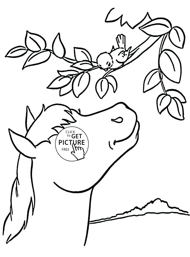 736x994 Seal Coloring Pages Top Seal Coloring Pages Free Page Us Navy Seal