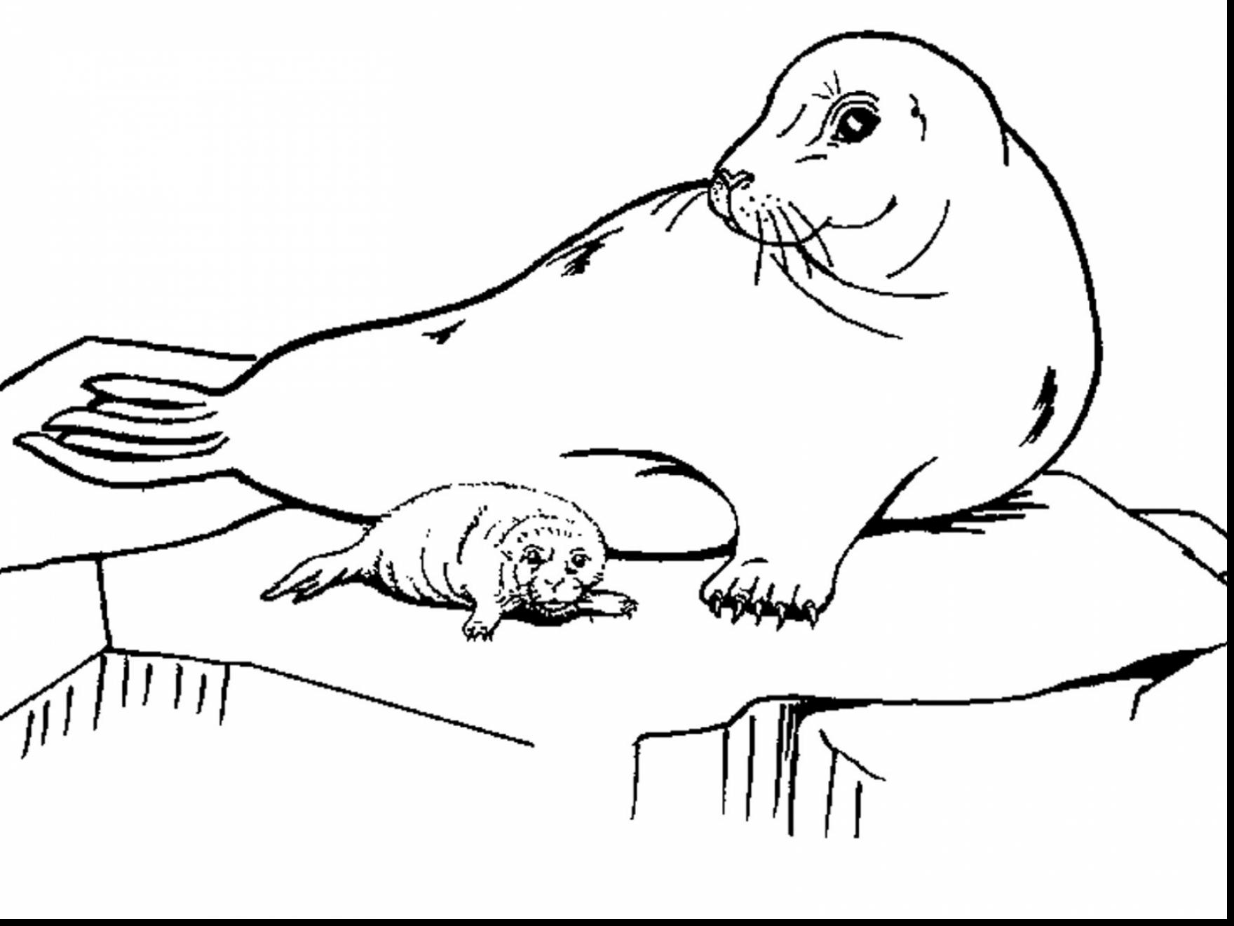 1760x1320 Secrets Leopard Seal Coloring Pages Drawing At Getdrawings Com