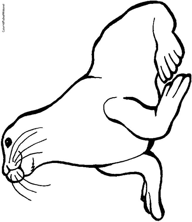 655x756 Original Cute Seal Coloring Pages Indicates Inspirational Article
