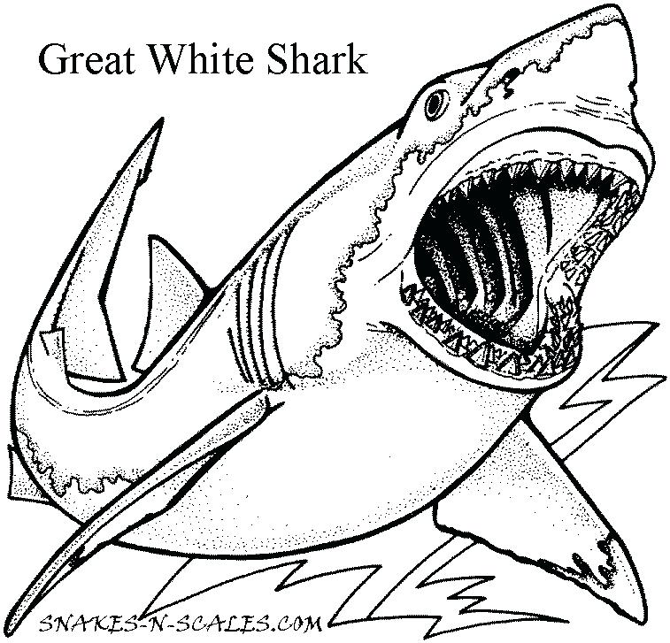 757x727 Lovely Ocean Animal Coloring Pages For Great White Shark Coloring