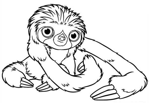 600x428 Cute Sloth Coloring Pages Ba Sloth Coloring Page Color Luna Ideas