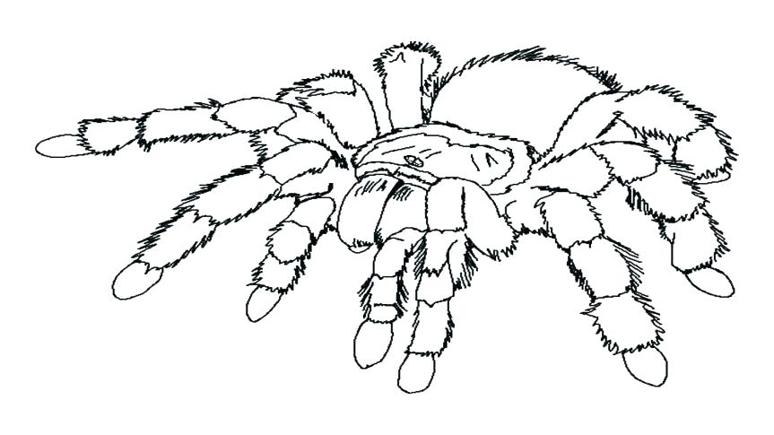 863x485 Printable Cute Animal Spider Coloring Page Animals Coloring