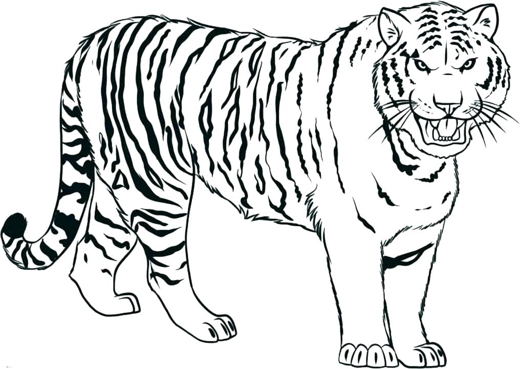 1024x721 Cute Tiger Coloring Pages Baby Tiger Coloring Pages Cute Tiger