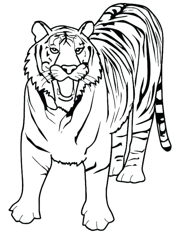 600x786 Tigers Coloring Pages Tigers Coloring Pages Cute Tiger Tiger Paw