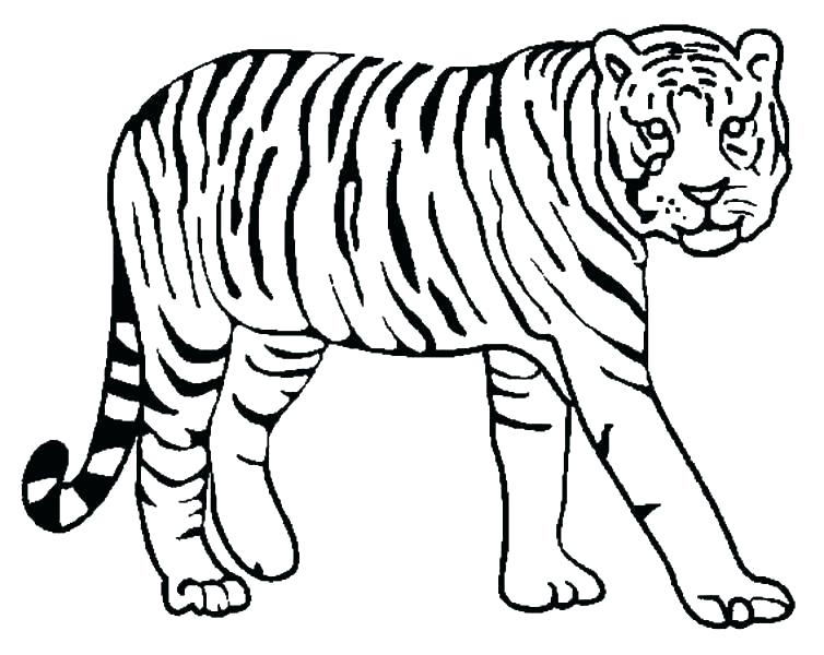 754x600 Coloring Pages Of Cute Tigers Professional