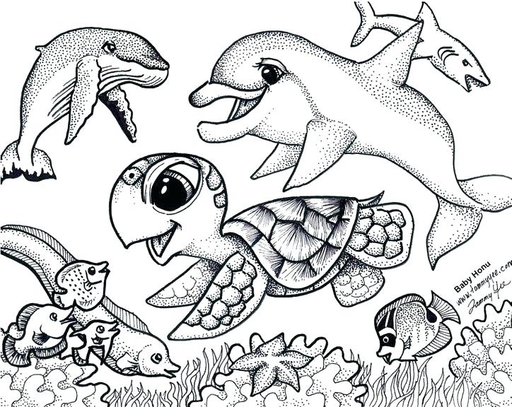 724x576 Coloring Pages Turtle Delightful Ideas Turtle Coloring Page Turtle