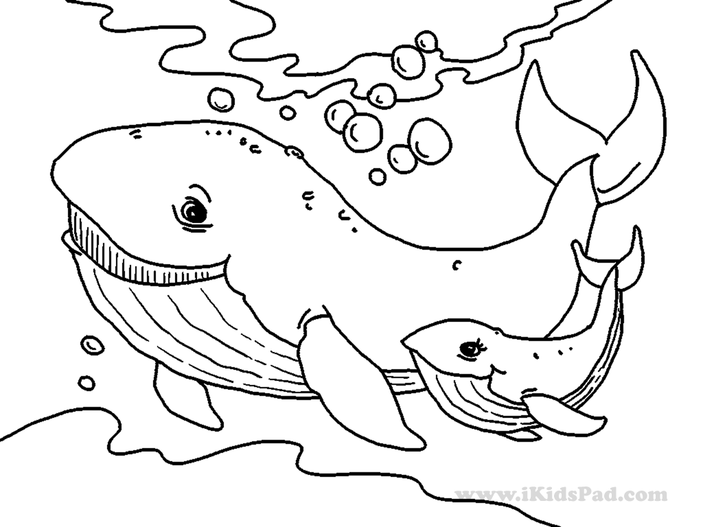 1024x768 Cute Cartoon Baby Animals Coloring Pages