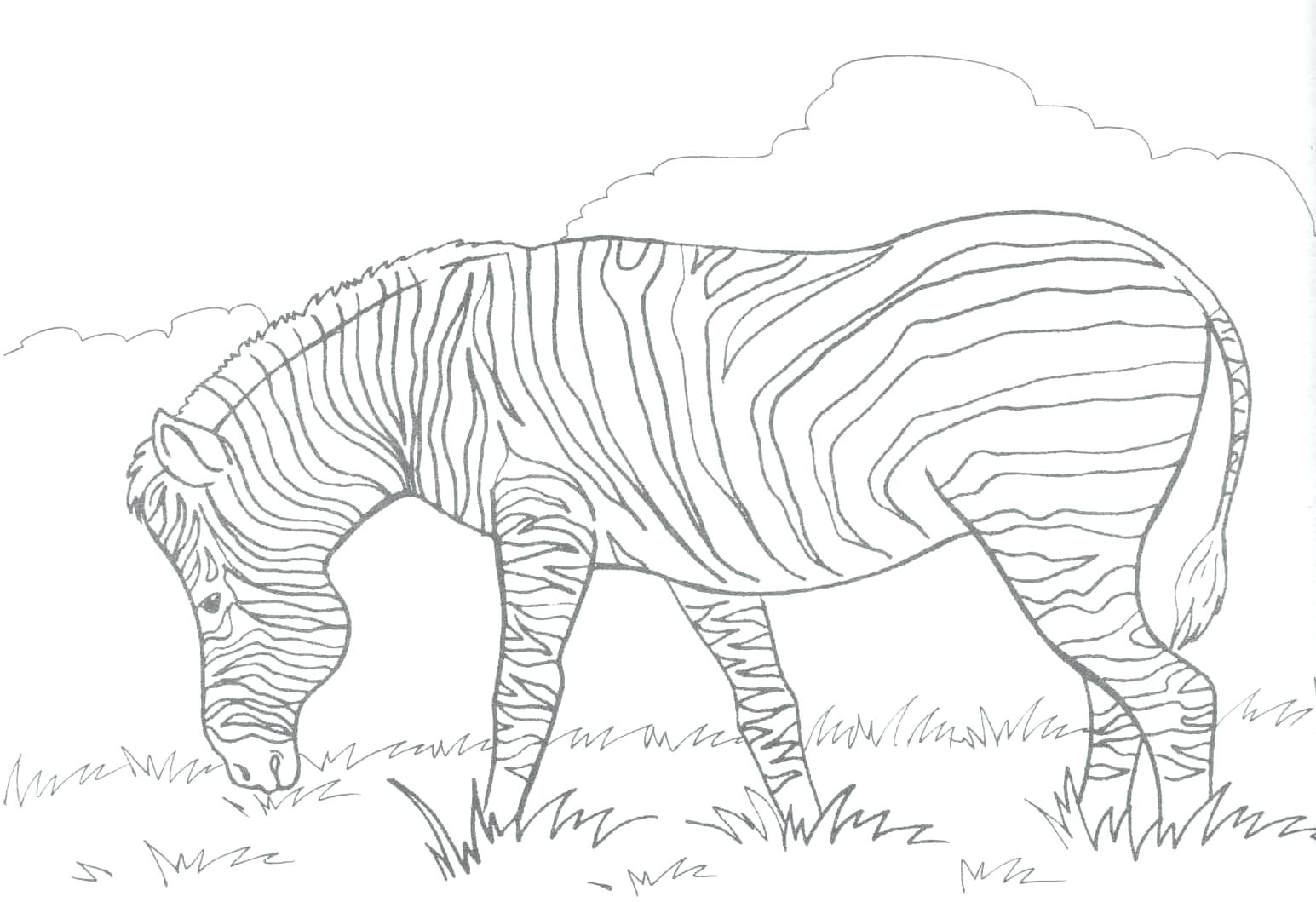 1545x1059 Best Of Zebra Coloring Page Design Printable Coloring Sheet