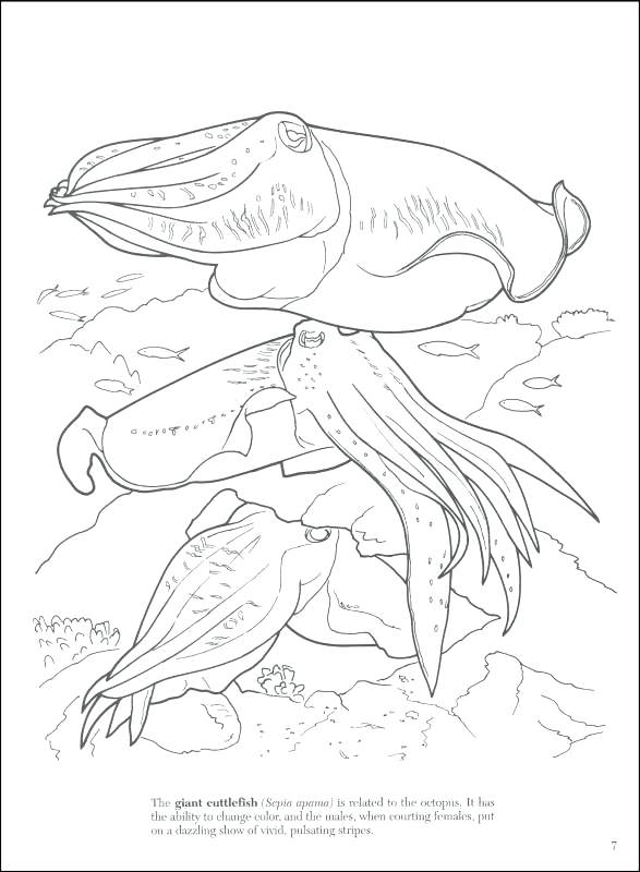 587x800 Cuttlefish Coloring Pages Great Coral Reef Coloring Games For Kids