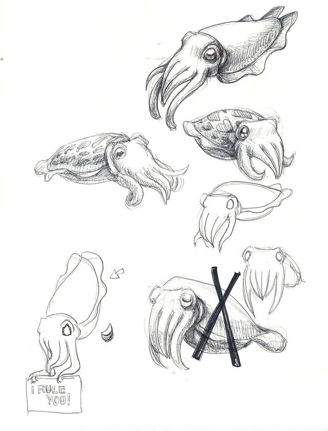 639x840 Flamboyant Cuttlefish Drawing Amillard@behnkes Net