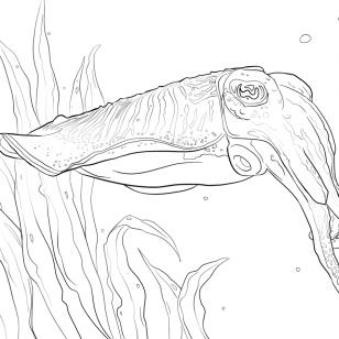 308x308 Hand Drawn Cuttlefish Coloring Pages