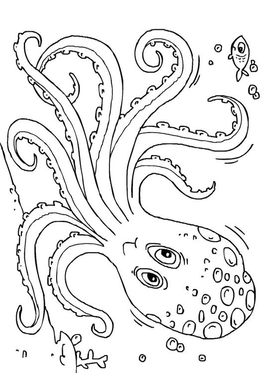 531x750 Coloring Page Cuttlefish
