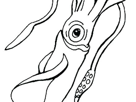 440x330 Squid Coloring Pages Cuttlefish Squid Coloring Book Pages Sea